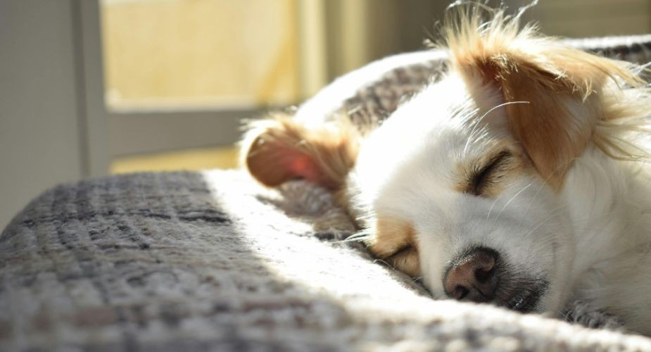 Image 1 before text for page “Dog owners welcome! Get your pet-friendly property offer”