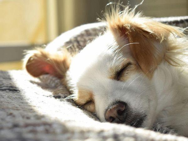 Dog owners welcome! Get your pet-friendly property offer